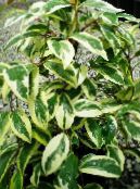 Topfpflanzen Kadsura liane foto, Merkmale gesprenkelt
