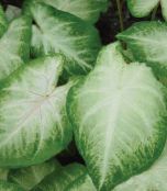 Caladium  Herbaceous Plant silvery, characteristics, photo