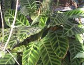 Topfpflanzen Calathea, Zebra Pflanze, Pfau Pflanze foto, Merkmale gesprenkelt