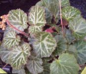 Indoor plants Pedlar's Basket, Rowing Sailor, Strawberry Geranium, Saxifraga stolonifera photo, characteristics motley