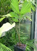 Indoor plants Fishtail Palm tree, Caryota photo, characteristics green
