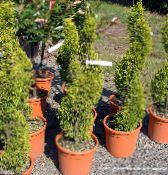 Topfpflanzen Zypresse bäume, Cupressus foto, Merkmale hell-grün