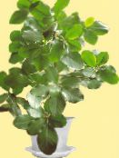 Topfpflanzen Neuseeland Lorbeer sträucher, Corynocarpus foto, Merkmale grün