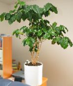 Indoor plants Coffee tree, Coffea photo, characteristics green