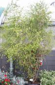 Topfpflanzen Melaleuca bäume foto, Merkmale grün