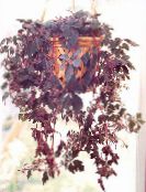 Indoor plants Mikania ternata photo, characteristics claret