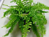 Indoor plants Sword Ferns, Nephrolepis photo, characteristics green