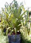 Indoor plants Screw Pine, Pandanus photo, characteristics green