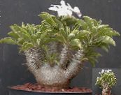 Indoor plants Pachypodium photo, characteristics green