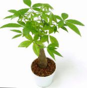 Topfpflanzen Pachira Aquatica, Wasserkastanien bäume foto, Merkmale grün