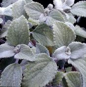 Swedish Ivy (Plectranthus) Shrub silvery, characteristics, photo