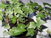 Topfpflanzen Efeu liane, Hedera foto, Merkmale grün