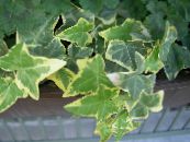 Indoor plants Ivy liana, Hedera photo, characteristics motley