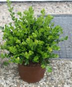 Indoor plants Boxwood shrub, Buxus photo, characteristics green