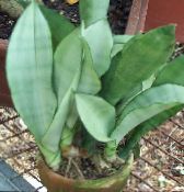 Sansevieria  Herbaceous Plant silvery, characteristics, photo