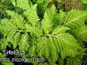 Topfpflanzen Selaginella foto, Merkmale hell-grün