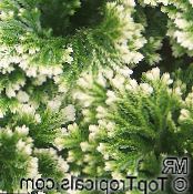 Topfpflanzen Selaginella foto, Merkmale gesprenkelt