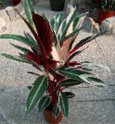  Triostar, Never-Never Plant, Stromanthe sanguinea photo, characteristics motley