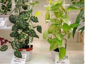 Topfpflanzen Teufels Ivy liane, Scindapsus foto, Merkmale gesprenkelt