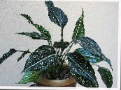 des plantes en pot Aglaonema, À Feuilles Persistantes Argent photo, les caractéristiques bigarré