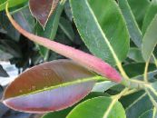Indoor plants Fig tree, Ficus photo, characteristics green