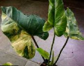 des plantes en pot Philodendron Liane, Philodendron  liana photo, les caractéristiques bigarré