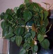 des plantes en pot Philodendron Liane, Philodendron  liana photo, les caractéristiques vert