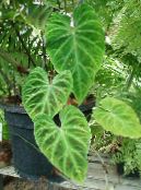 des plantes en pot Philodendron Liane, Philodendron  liana photo, les caractéristiques vert