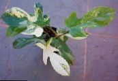 Topfpflanzen Philodendron Liana, Philodendron  liana foto, Merkmale gesprenkelt