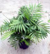 Sisäkasvit Philodendron Liana liaani, Philodendron  liana kuva, ominaisuudet vihreä