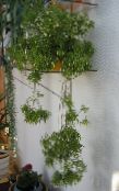 Topfpflanzen Rhipsalis kakteenwald foto, Merkmale weiß