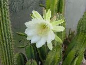 Topfpflanzen Peruanische Apfel wüstenkaktus, Cereus foto, Merkmale weiß