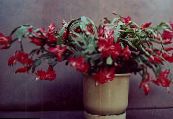 Christmas Cactus (Schlumbergera)  claret, characteristics, photo