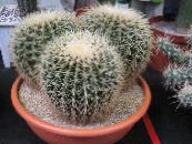 Indoor plants Eagles Claw desert cactus, Echinocactus photo, characteristics white
