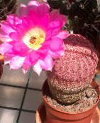 Topfpflanzen Hedgehog Cactus, Spitzen Kaktus, Regenbogen Kaktus wüstenkaktus, Echinocereus foto, Merkmale rosa