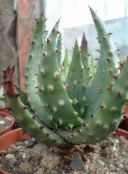 Topfpflanzen Aloe sukkulenten foto, Merkmale rot