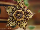  Carrion Plant, Starfish Flower, Starfish Cactus succulent, Stapelia photo, characteristics brown