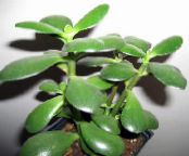 Indoor plants Crassula succulent photo, characteristics white
