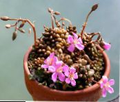 Indoor plants Anacampseros succulent photo, characteristics pink