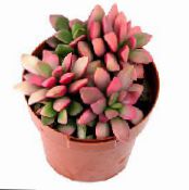 Indoor plants Anacampseros succulent photo, characteristics pink