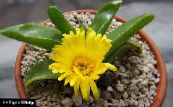 Indoor plants Glottiphyllum succulent photo, characteristics yellow