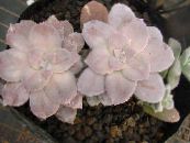 Ghost Plant, Mother-of-Pearl Plant succulent, Graptopetalum photo, characteristics pink