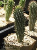des plantes en pot Hoodia le cactus du désert photo, les caractéristiques rose
