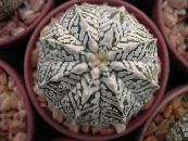 des plantes en pot Astrophytum le cactus du désert photo, les caractéristiques jaune