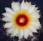Indoor plants Astrophytum desert cactus photo, characteristics white
