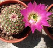 Indoor plants Astrophytum desert cactus photo, characteristics pink