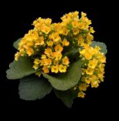 Topfpflanzen Kalanchoe sukkulenten foto, Merkmale gelb
