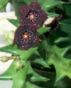 Topfpflanzen Aasblumen sukkulenten, Caralluma, Orbea foto, Merkmale lila