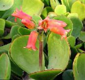 Indoor plants Pig's Ear succulent, Cotyledon photo, characteristics red
