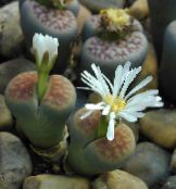 Topfpflanzen Kieswerke, Lebendigen Stein sukkulenten, Lithops foto, Merkmale weiß